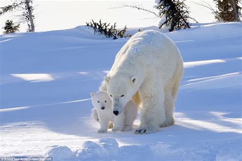 Polar Bear Cub Ventures Out Of Its Den For The Very First Time In