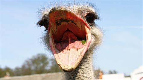 Animal Facts 5 Things You Didnt Know About Ostriches Local News