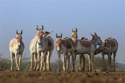 Indian Wild Ass Group Standing Together Gujarat India Photograph By