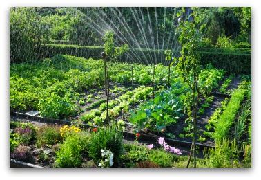 There is a backyard vegetable garden design for every space regardless of size. Vegetable Garden Irrigation: How Much and How Often?