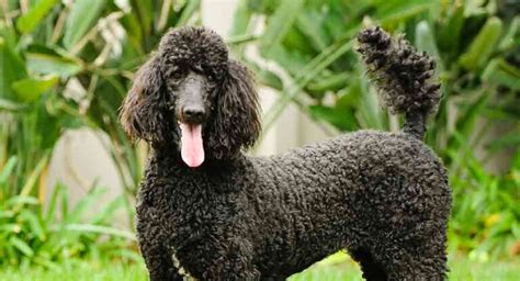 Standard Poodle Information A Complete Guide To An Intelligent Dog