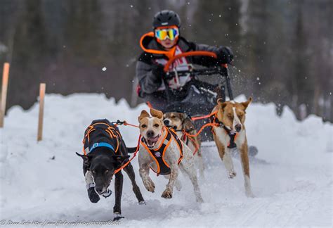 Three Bear Sled Dog Race Flickr