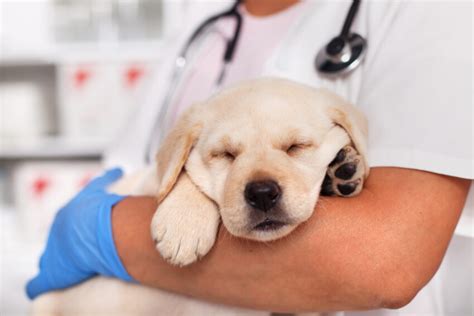 Great Tips About How To Get Rid Of Parvovirus Anxietyconcentrate