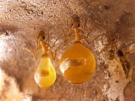 Honey Ants Ants Honeypot Insects