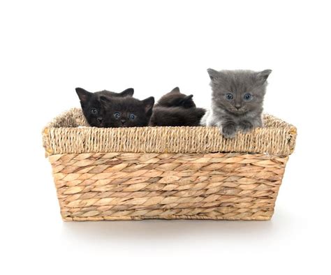 Kittens In A Basket Stock Photo Image Of Kitty Feline 16197116