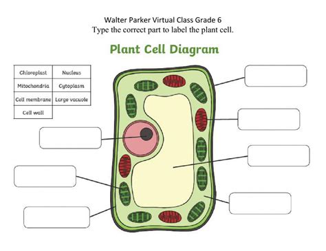Parts Of Plant Cell Worksheet Cells Worksheet Plant Cell Diagram