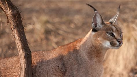 Pictures Of Caracal