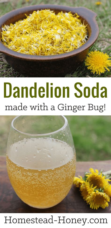 Dandelion Soda Recipe Naturally Fermented With A Ginger Bug