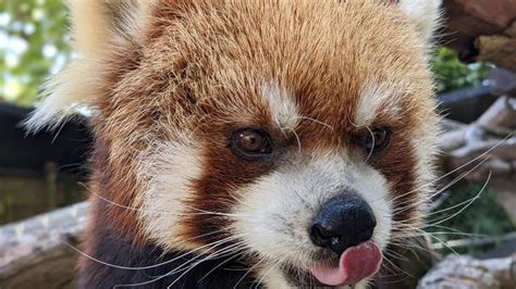 Woodland Park Zoos 16 Year Old Red Panda Euthanized Over Heart Ailment