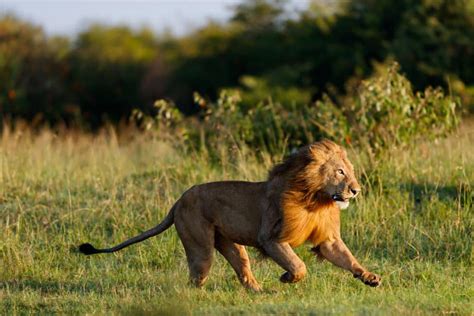 Male Lion Chasing Prey