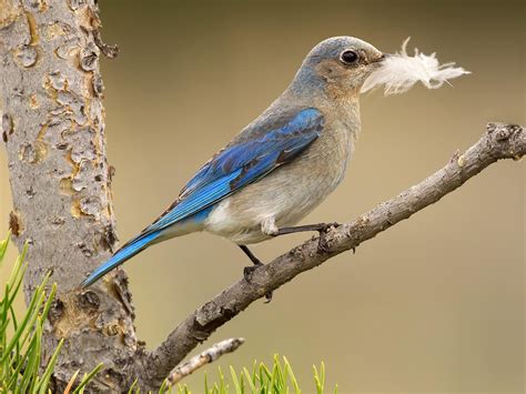 The Powder Blue Male Mountain Bluebird Is Among The Most Beautiful