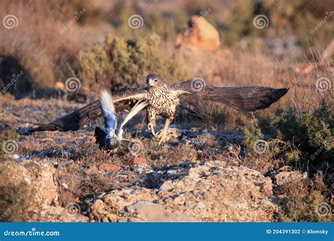 The Bonelli S Eagle Aquila Fasciata Chasing Its Typical Prey Bird
