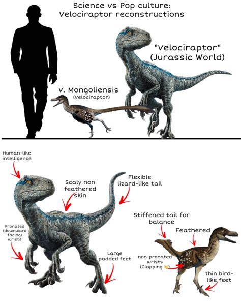 Jurassic Park Vs Reality Velociraptor Jurassic Park Know Your Meme