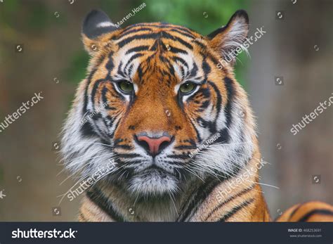 Beautiful Rare Sumatran Tiger Rare Tiger Stock Photo 468253691