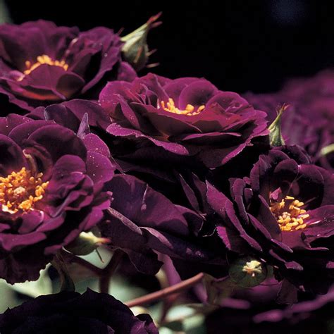 Midnight Blue Rose Bush Plant Purple By Freshgardenliving