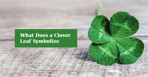 What Does A Four Leaf Clover Mean Mysticsense