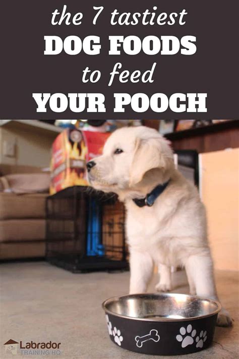 We feel confident in saying this is the best dry dog food in its price range. 7 Tastiest Dog Foods To Feed Your Pooch