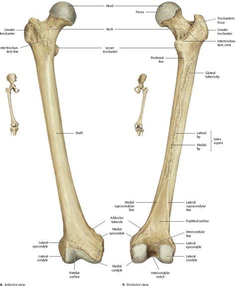 Hip And Thigh Atlas Of Anatomy