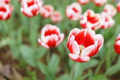Fondos De Pantalla Japón Rojo Sony Tokio Rx1r Jp Flor Tulipán