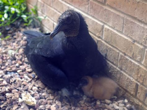 Black Vulture Egg To Fledgling Dfw Urban Wildlife