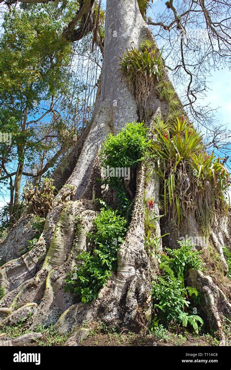 Cotton Tree Hi Res Stock Photography And Images Alamy