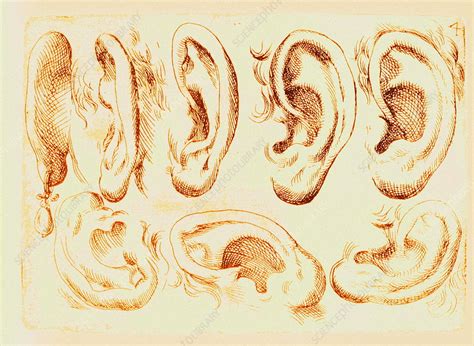 Human Ears Stock Image N2500011 Science Photo Library