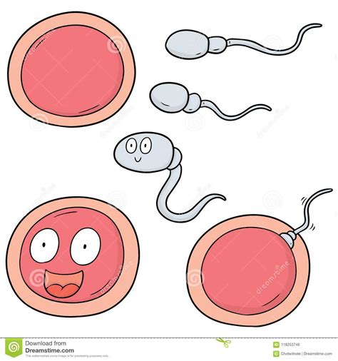 Vector Set Of Sperm And Egg Stock Vector Illustration Of Cartoon Female 118253746
