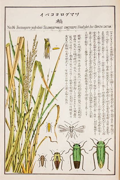 匂い立つあでやかなバラと昆虫の挿絵。明治の昆虫学者が愛した小さな命の美 | 長良川STORY