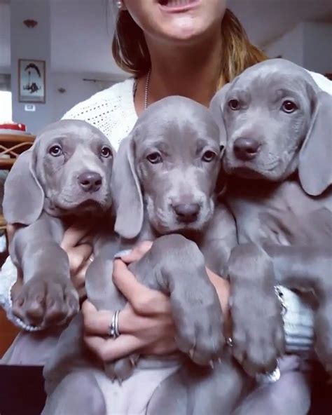 Just Take Moment To Appreciate These Absolutely Gorgeous Weimaraner