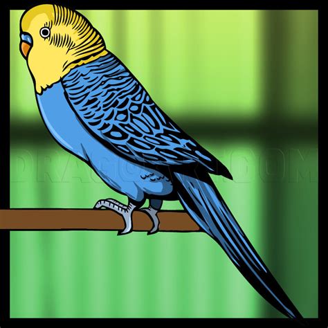 Learn how to draw a parakeet in less than 2 minutes! How To Draw A Parakeet, Step by Step, Drawing Guide, by ...