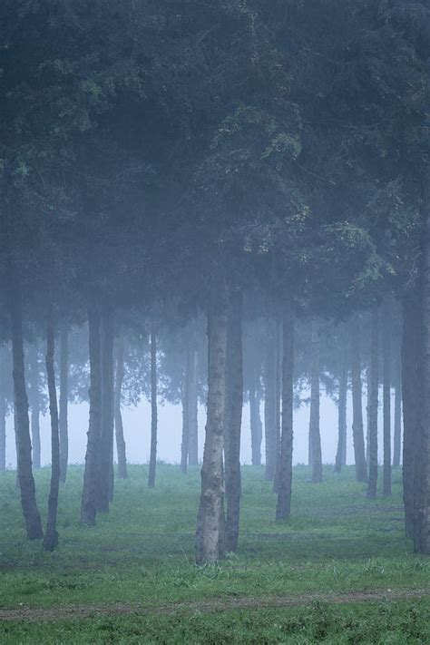 Pine Tree Forest In The Fog Ii Photograph By Alexios Ntounas Fine Art