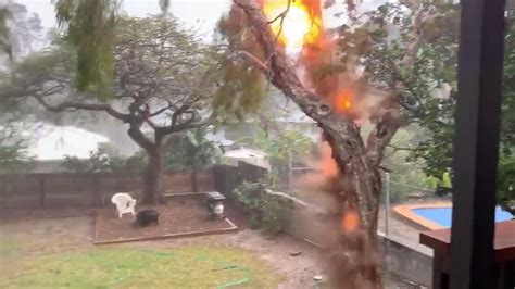 Backyard Tree Struck By Lightning Explodes From One News Page Video
