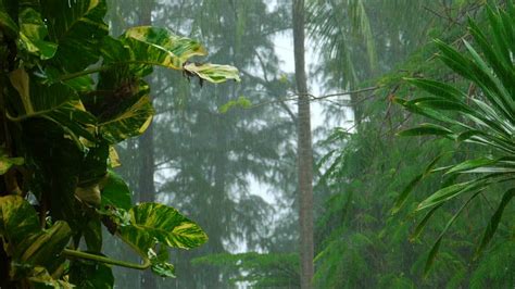 Heavy Rain In Slow Motion On The Tropical Forest Free Stock Video
