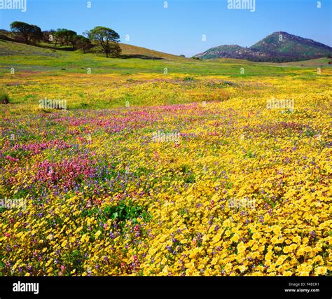 Usa California Cuyamaca Rancho State Park Vibrant Wildflowers Bloom