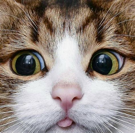 A Close Up Of A Cats Face With The Caption Art Daily On It