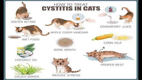 How To Treat Cystitis In Cats YouTube