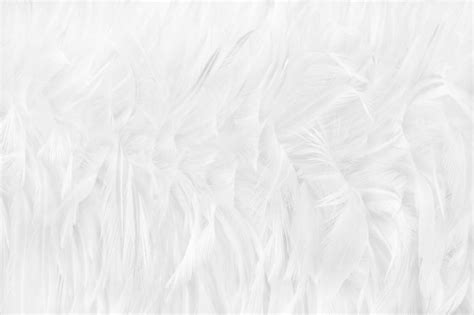 Premium Photo Beautiful White Feathers Texture Background