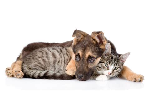 Dog And Cat On A White Background Stock Image Image Of Attentive