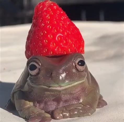 A Frog With A Strawberry Hat On Its Head