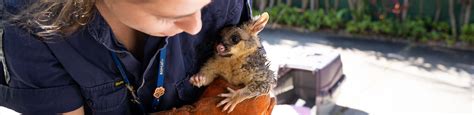 Drain Rescues: How You Can Help | Australian Wildlife | Animal Rescue ...