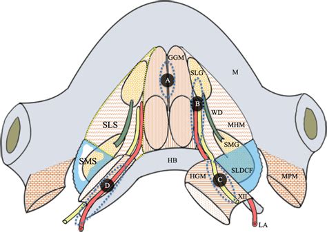 Schematic Representation Of The Lingual Lymph Nodes La Lingual