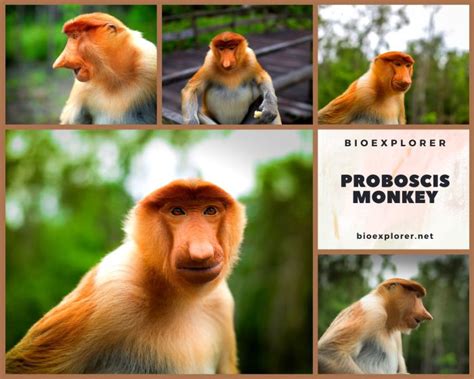 Proboscis Monkey Characteristics Nasalis Larvatus Diet And Facts