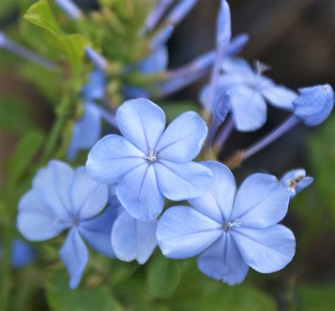 Plumbago Auriculata ~ Imperial Blue Starter Plant