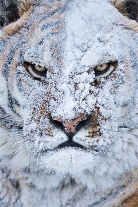 Siberian Tiger Covered In Snow R Natureisfuckinglit