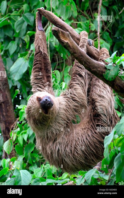 South Linnaeuss Two Toed Sloth Hi Res Stock Photography And Images Alamy