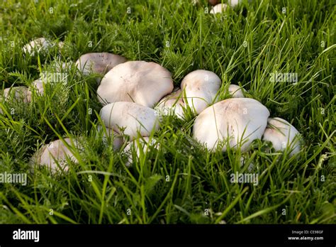 Mushrooms Growing In Lawn Stock Photo Alamy