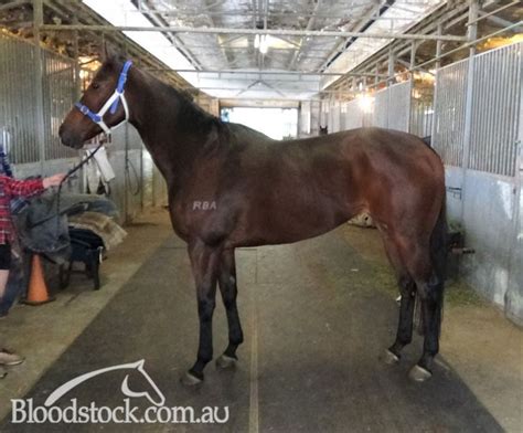 Bloodstock Listing Winning Broodmare Prospect Half To A Stakes