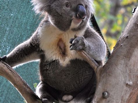Interesting Facts Australian Koala Foundation 2022