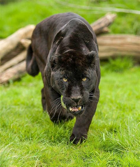 Geographicwild “ Black Jaguar Photography By © Colin Langford
