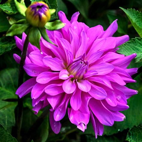 Dahlia Bluetiful